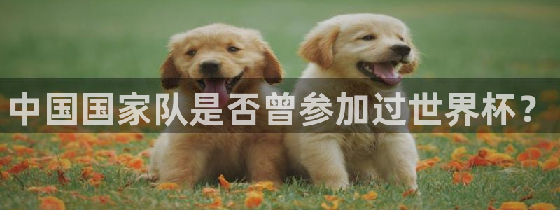 2026世界杯赛程：中国国家队是否曾参加过世界杯？